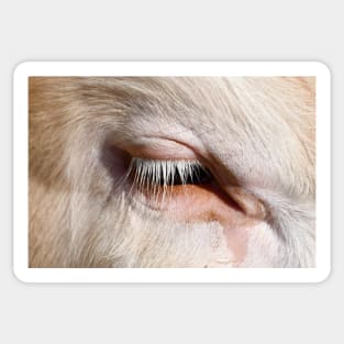 Cow eye / Swiss Artwork Photography Sticker